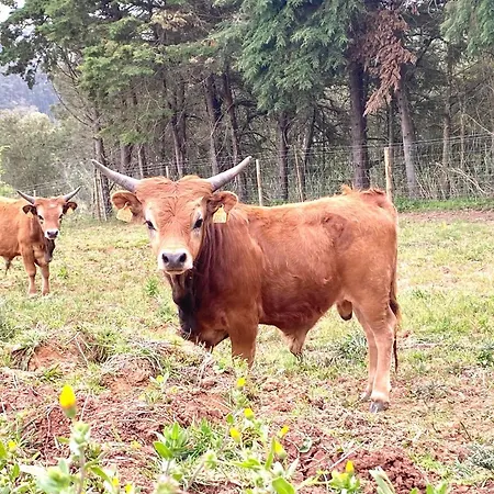Corva Farmhouse Caldas Da Rainha